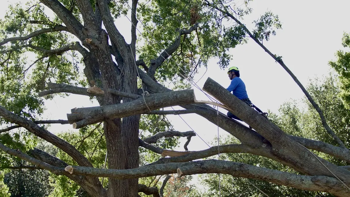 Professional Crown Thinning performed by certified arborists in Indio