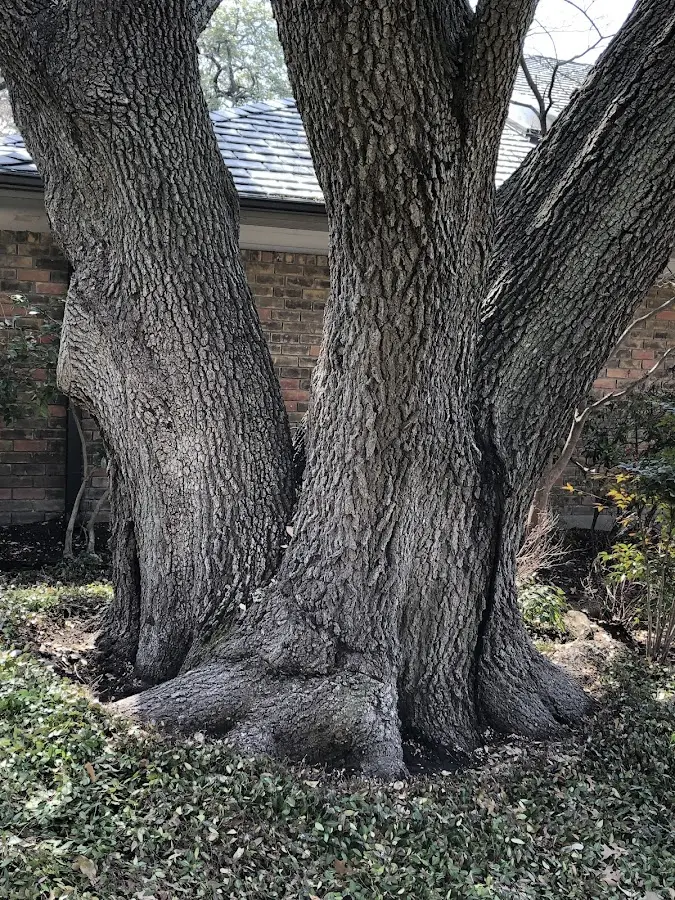 Mature heritage tree close to a Indio property cared for by certified arborists