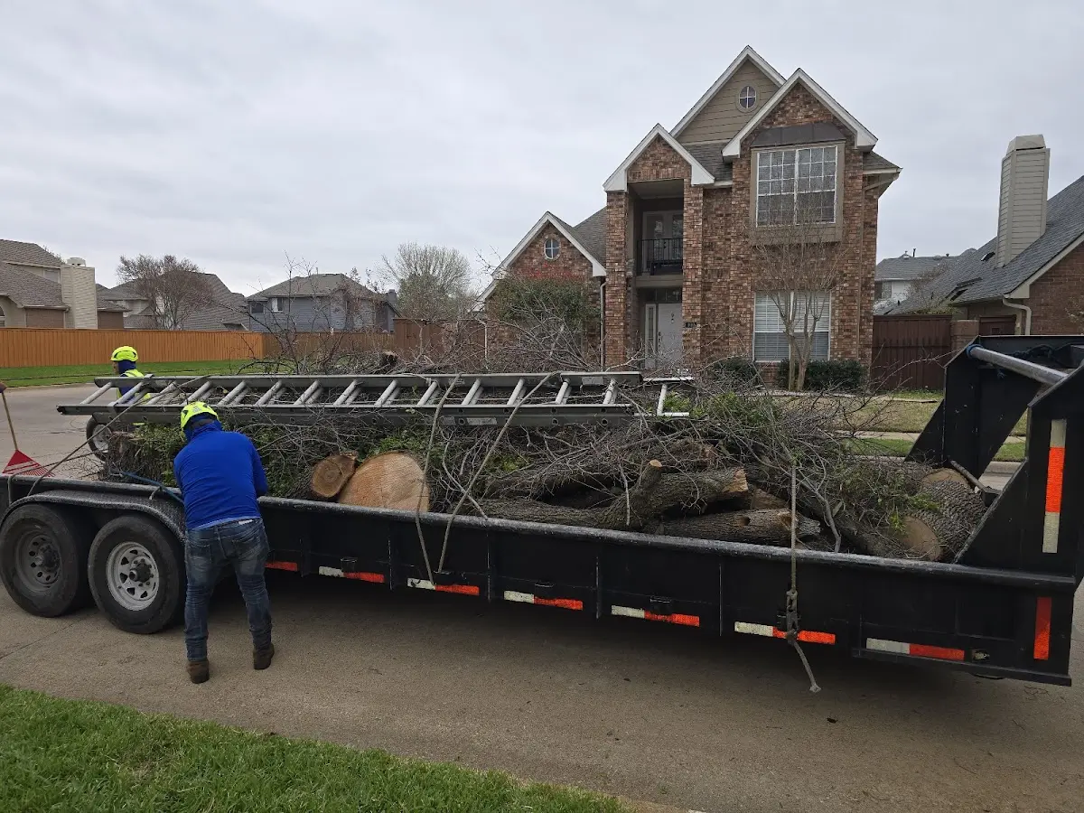 Expert Tree Fertilization with proper safety equipment in Indio